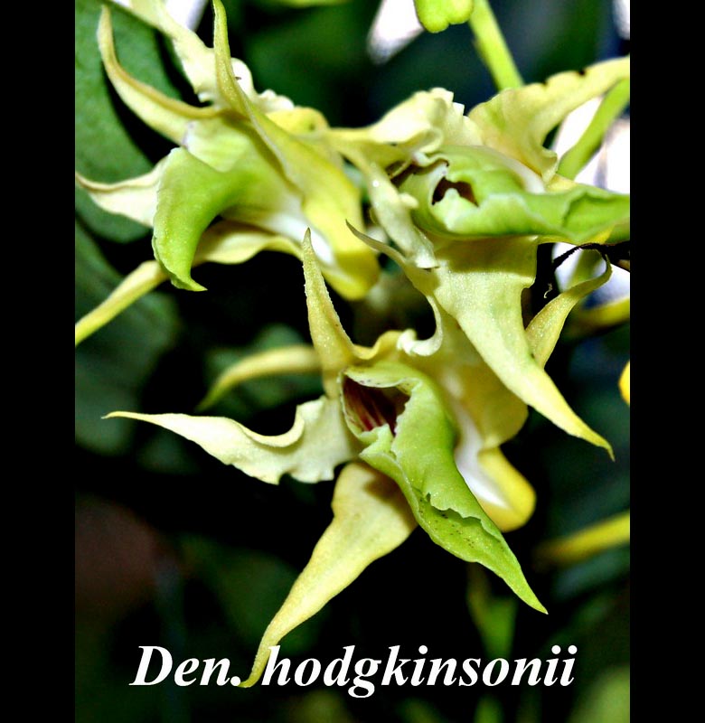 Den. hodgkinsonii